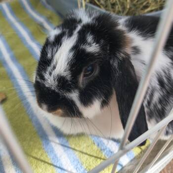 Jackie Daytona -  Holland Lop Rabbit for Adoption in Warwick, Rhode Island - Jackie Daytona | PetCurious
