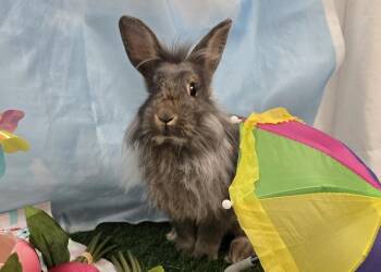 Lionhead Rabbits Available for Adoption in Westford, Massachusetts - Benedict | PetCurious