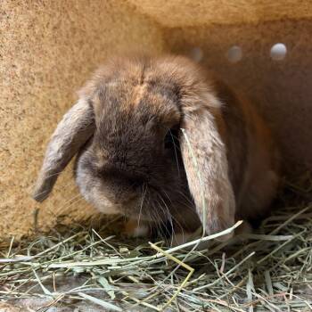 Arie -  Holland Lop Rabbit for Adoption in Reno, Nevada - Arie | PetCurious