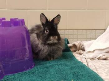 Hazel -  Netherland Dwarf and Angora Rabbit Rabbit for Adoption in Bellevue, Washington - Hazel | PetCurious
