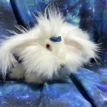 Angora Rabbit Rabbits Available for Adoption - Muppet  | PetCurious
