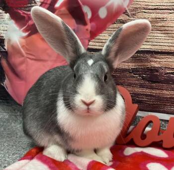 Bunny Rabbit Rabbits Available for Adoption - Tipperary | PetCurious