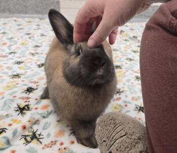 Cinnamon Rabbits Available for Adoption - Jane Hopper | PetCurious