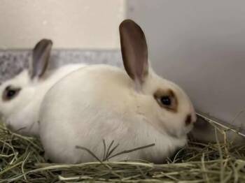 Rescue Lop Eared Rabbits for Adoption in Fruit Heights, Utah - Rapunzel | PetCurious