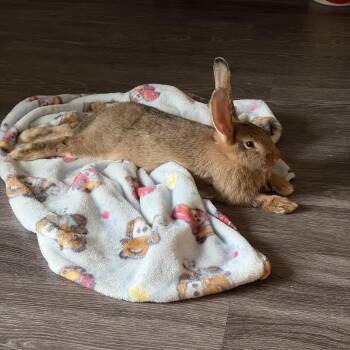 Benito -  Flemish Giant Rabbit for Adoption in Gig Harbor, Washington - Benito | PetCurious
