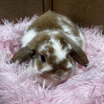 American Rabbits Available for Adoption in Tampa, Florida - Chili | PetCurious