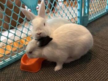 New Zealand Rabbits Available for Adoption in Santa Cruz, California - Jack & Melan (bonded Pair) | PetCurious