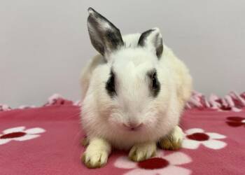 Egg Drop -  Bunny Rabbit Rabbit for Adoption in Westford, Massachusetts - Egg Drop | PetCurious