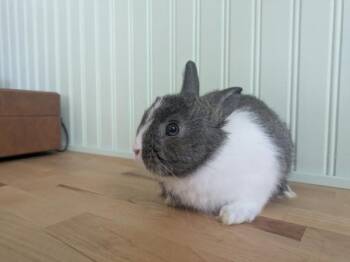 Broccoli -  Dutch and Bunny Rabbit Rabbit for Adoption in Kalamazoo, Michigan - Broccoli | PetCurious