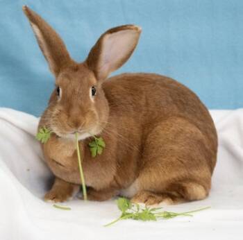 Firefly -  New Zealand Rabbit for Adoption in Chicago, Illinois - Firefly | PetCurious