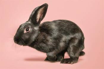 JELLY BEAN -  Bunny Rabbit Rabbit Available for Adoption in Brentwood, Missouri - JELLY BEAN | PetCurious