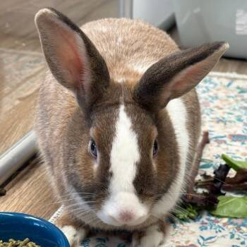Dutch Rabbits Available for Adoption in Napa, California - Glinda | PetCurious