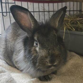 Lionhead Rabbits Available for Adoption - Freddie (South Surrey) | PetCurious