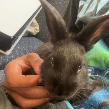American Rabbits Available for Adoption in Roanoke, Virginia - Nova | PetCurious