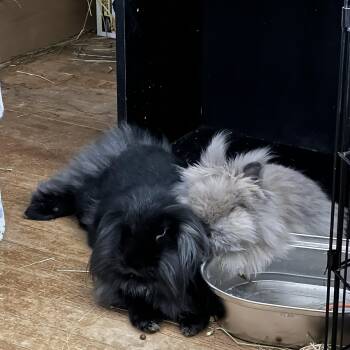 Rescue Jersey Wooly and Mini Lop Rabbits for Adoption in Columbia, Maryland - Hoku And Sana* | PetCurious