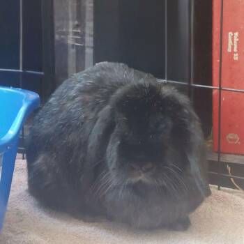 Rescue Lop Eared Rabbits for Adoption in Montclair, California - Mr. Blue | PetCurious