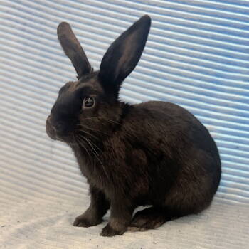 Rescue Bunny Rabbit Rabbits for Adoption in Burlingame, California - Lightning | PetCurious