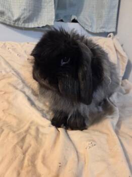 Jersey Wooly Rabbits Available for Adoption - Rolondo | PetCurious
