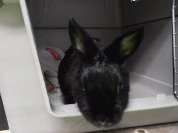 Rescue Bunny Rabbit Rabbits for Adoption in Omaha, Nebraska - LOLA | PetCurious