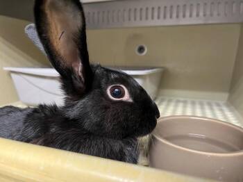 Slalom -  New Zealand Rabbit for Adoption in Pflugerville, Texas - Slalom | PetCurious