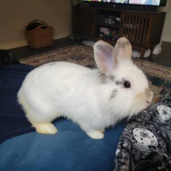 Basil -  Bunny Rabbit Rabbit for Adoption in West Olive, Michigan - Basil | PetCurious