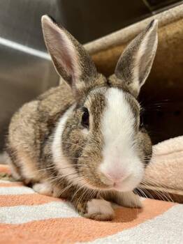 BENSON -  Bunny Rabbit Rabbit for Adoption in San Francisco, California - BENSON | PetCurious