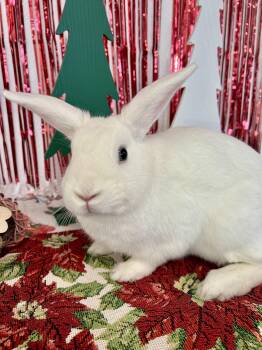 Rescue Bunny Rabbit Rabbits for Adoption in Long Beach, California - Dill | PetCurious