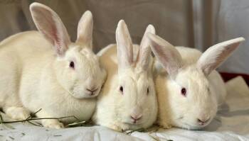 Jester, Jubilee, and Whimsy -  New Zealand Rabbit for Adoption in Ankeny, Iowa - Jester, Jubilee, And Whimsy | PetCurious