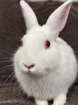 Barton Bourbon -  Bunny Rabbit Rabbit for Adoption in Westerville, Ohio - Barton Bourbon | PetCurious