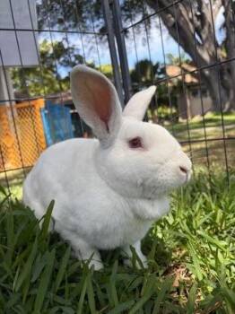 Magic -  American Rabbit for Adoption in Honolulu, Hawaii - Magic | PetCurious
