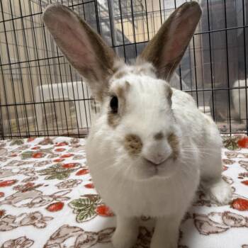 Pannapitta -  English Spot Rabbit for Adoption in Richmond, California - Pannapitta | PetCurious