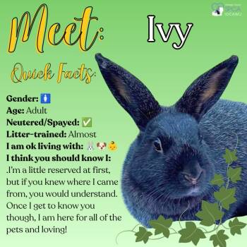 Ivy -  Bunny Rabbit Rabbit for Adoption in Fulton, New York - Ivy | PetCurious