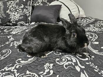 Rescue Rex Rabbits for Adoption in Deltona, Florida - Dahlia | PetCurious
