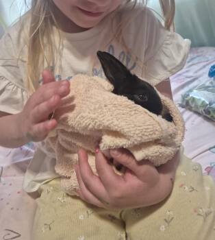Donut -  Angora Rabbit Rabbit for Adoption in New Westminster, British Columbia - Donut | PetCurious