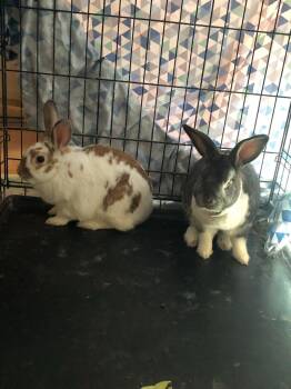 Bunny Rabbit Rabbits Available for Adoption in Las Vegas, Nevada - Dexter & Topcho (PEN 5) | PetCurious