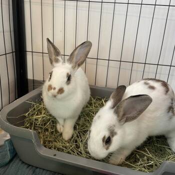 Rosie -  English Spot Rabbit for Adoption in Warwick, Rhode Island - Rosie | PetCurious