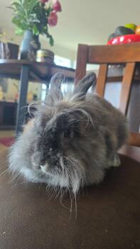 Dove -  Lionhead Rabbit for Adoption in Los Angeles, California - Dove | PetCurious
