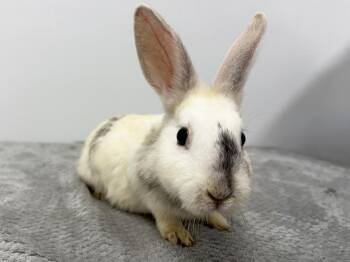 Kit Kat -  Harlequin Rabbit for Adoption in Westford, Massachusetts - Kit Kat | PetCurious