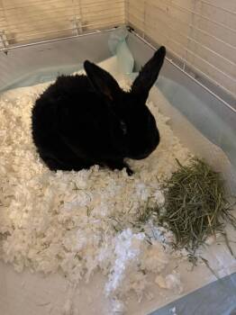 Barnaby -  Mini Rex Rabbit for Adoption in Bloomington, Indiana - Barnaby | PetCurious