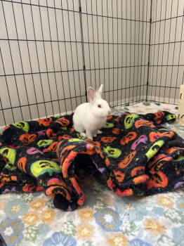 Rescue Himalayan and Dutch Rabbits for Adoption in Wekiwa Springs, Florida - Lightning | PetCurious