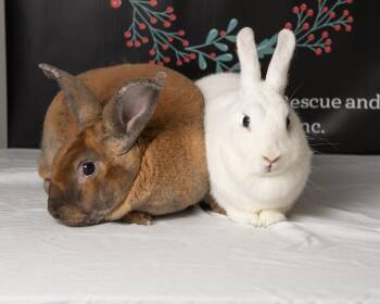 Parker -  Rex and Harlequin Rabbit for Adoption in Deltona, Florida - Parker | PetCurious