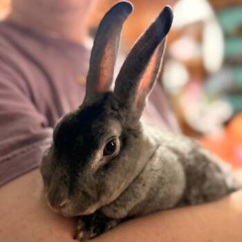 Beatrix -  Rex Rabbit for Adoption in Winston-salem, North Carolina - Beatrix | PetCurious