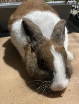Cinnabun -  American Rabbit for Adoption in Pomona, New York - Cinnabun | PetCurious