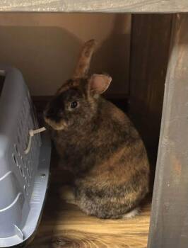 Habanero -  Harlequin Rabbit for Adoption in Saint Charles, Missouri - Habanero | PetCurious