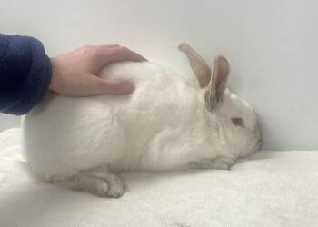 Californian Rabbits Available for Adoption in Westford, Massachusetts - Sundae | PetCurious