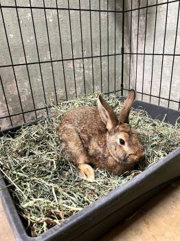 Bunny Rabbit Rabbits Available for Adoption in Las Vegas, Nevada - Berry (PEN 9) | PetCurious