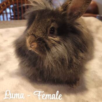 Rescue Lionhead and Beveren Rabbits for Adoption in Portland, Oregon - Luma | PetCurious
