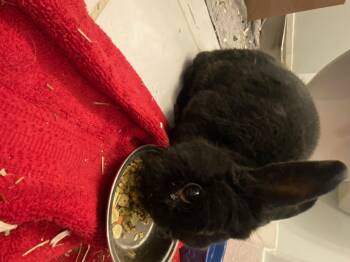 Havana Rabbits Available for Adoption - Snap | PetCurious