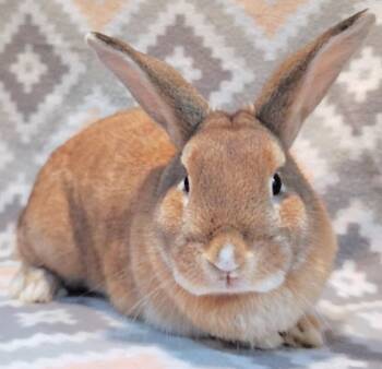 Holly -  Bunny Rabbit Rabbit for Adoption in Dallas, Pennsylvania - Holly | PetCurious