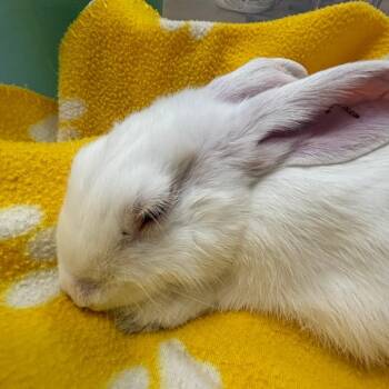 Monte Carlo -  Bunny Rabbit Rabbit for Adoption in Richmond, California - Monte Carlo | PetCurious